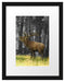 röhrender Hirsch im Wald schwarz/weiß Passepartout 38x30
