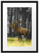 röhrender Hirsch im Wald schwarz/weiß Passepartout 55x40