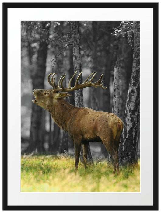 röhrender Hirsch im Wald schwarz/weiß Passepartout 80x60