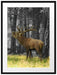 röhrender Hirsch im Wald schwarz/weiß Passepartout 80x60