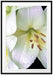 Dark Orchideenblüten schwarz/weiß Passepartout 100x70