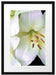 Dark Orchideenblüten schwarz/weiß Passepartout 55x40