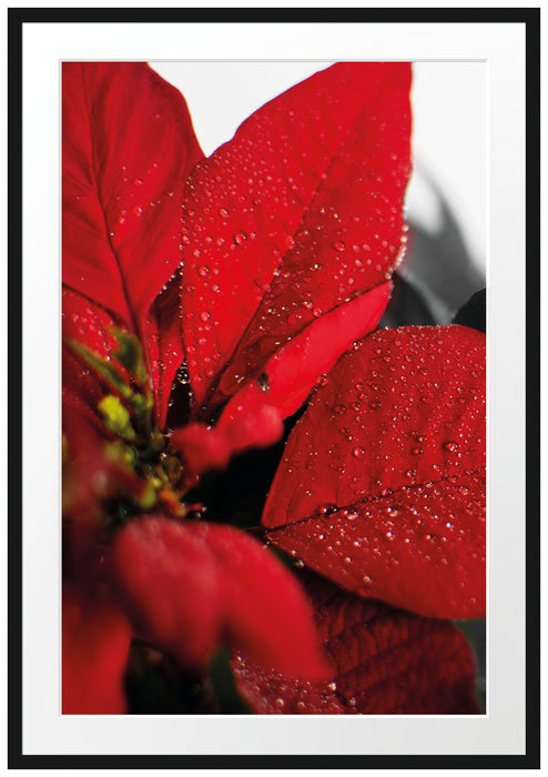 rote Blüte eines Weihnachtssternes Passepartout 100x70