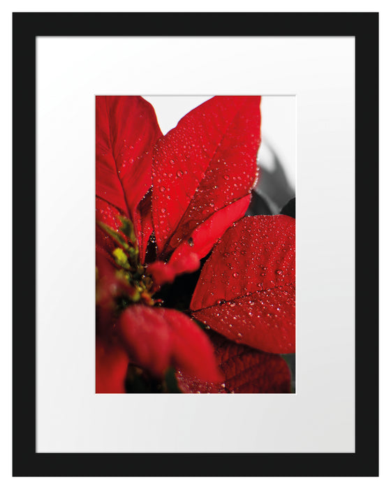 rote Blüte eines Weihnachtssternes Passepartout 38x30