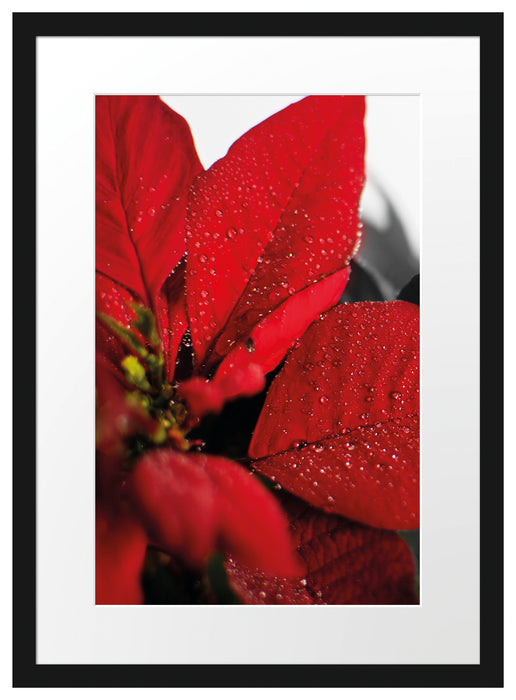 rote Blüte eines Weihnachtssternes Passepartout 55x40