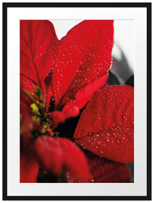 rote Blüte eines Weihnachtssternes Passepartout 80x60
