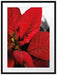 rote Blüte eines Weihnachtssternes Passepartout 80x60