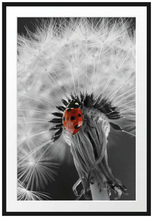 Pixxprint Pusteblume mit Marienkäfer, im Galerie-Passepartout Bilderrahmen
