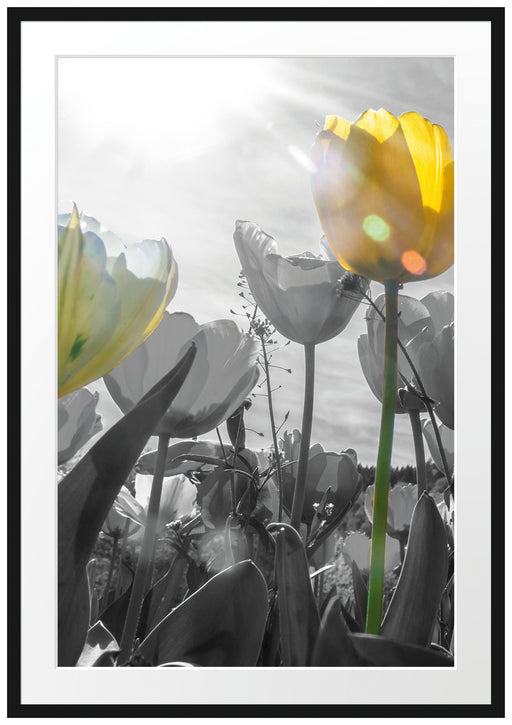 wunderschöne Tulpenwiese schwarz/weiß Passepartout 100x70