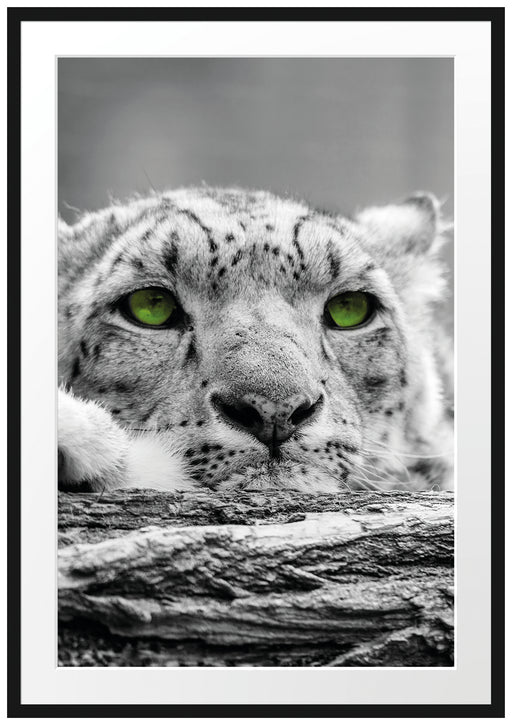 Gepard mit grünen Augen auf Baumstamm Passepartout 100x70