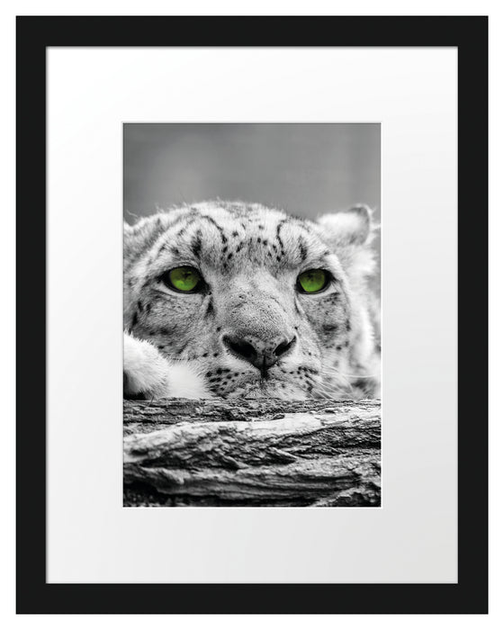 Gepard mit grünen Augen auf Baumstamm Passepartout 38x30