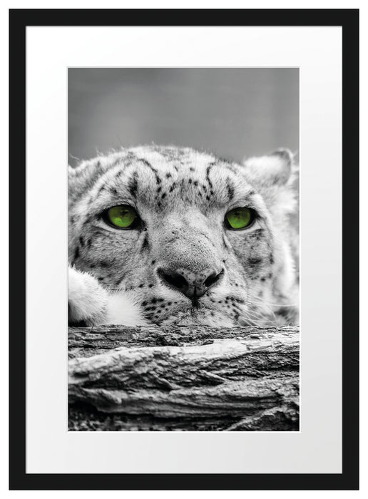 Gepard mit grünen Augen auf Baumstamm Passepartout 55x40