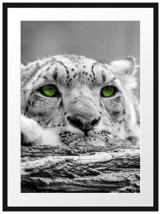 Gepard mit grünen Augen auf Baumstamm Passepartout 80x60