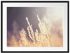 Gräser bei abendlicher Dämmerung Passepartout 80x60