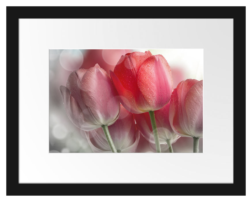 Wunderschöne Tulpen Passepartout 38x30