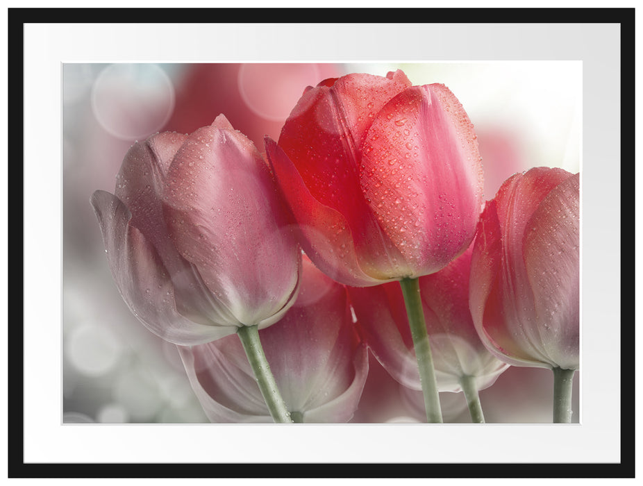 Wunderschöne Tulpen Passepartout 80x60