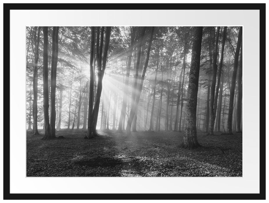 Wald mit Sonnenstrahlen Passepartout 80x60