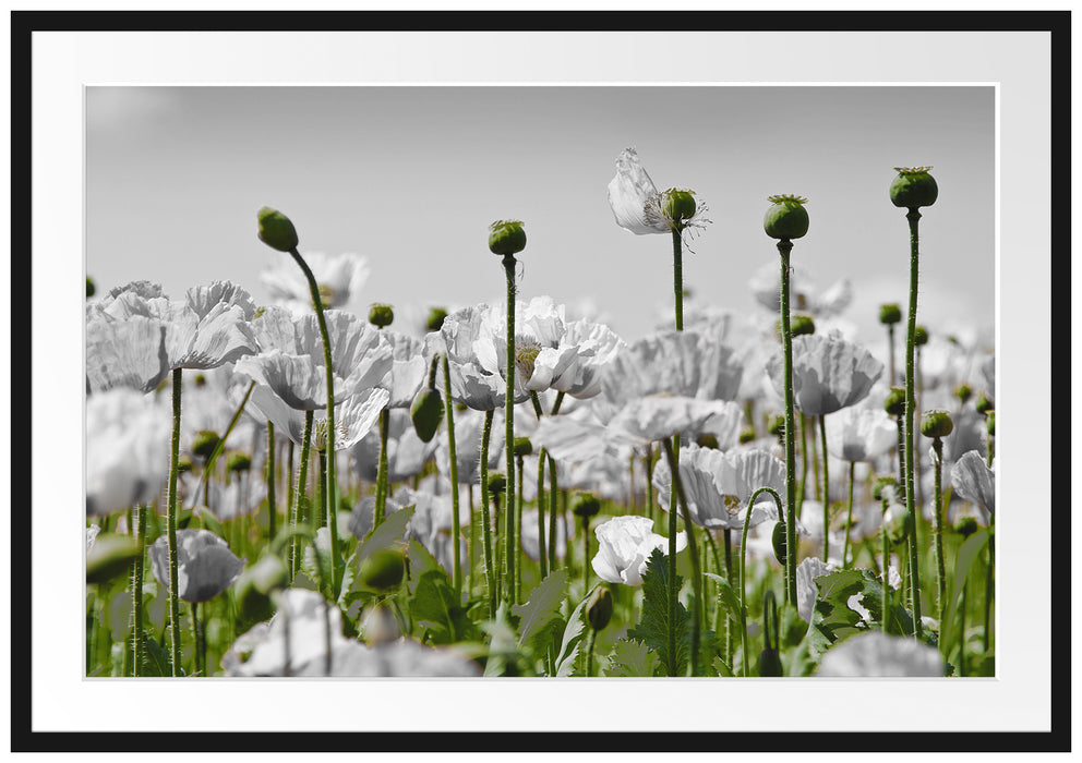 Pixxprint Blumenwiese Mohnblumen, im Galerie-Passepartout Bilderrahmen