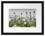 Blumenwiese Mohnblumen Passepartout 38x30