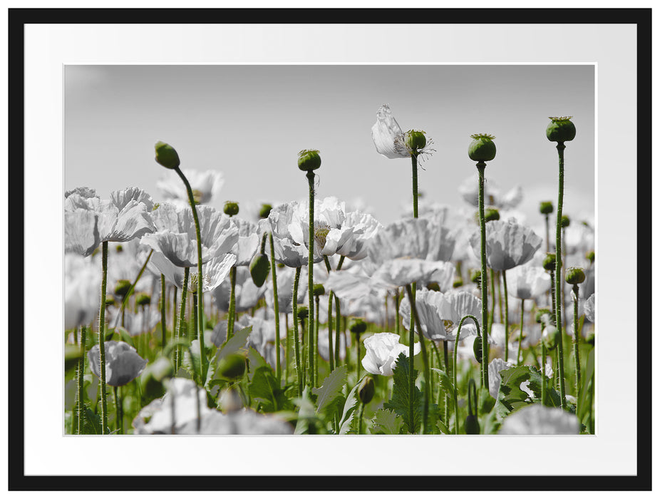 Blumenwiese Mohnblumen Passepartout 80x60