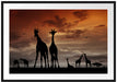 Afrika Giraffen im Sonnenuntergang Passepartout 100x70
