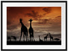 Afrika Giraffen im Sonnenuntergang Passepartout 80x60