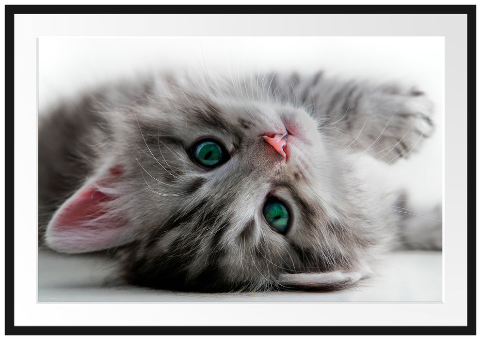 Pixxprint Süßes Katzenbaby, im Galerie-Passepartout Bilderrahmen