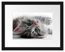 Süßes Katzenbaby Passepartout 38x30
