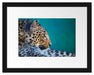 Wachsamer Gepard Passepartout 38x30