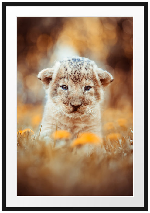 Pixxprint Niedliches Löwenbaby, im Galerie-Passepartout Bilderrahmen
