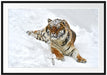 Amur Tiger im Schnee Passepartout 100x70
