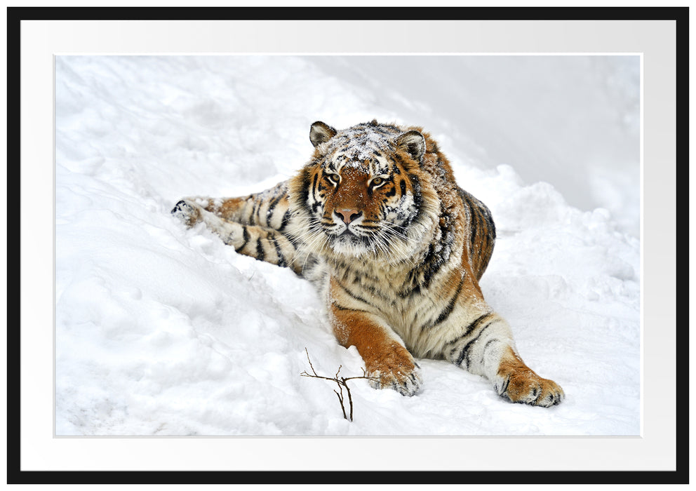 Pixxprint Amur Tiger im Schnee, im Galerie-Passepartout Bilderrahmen