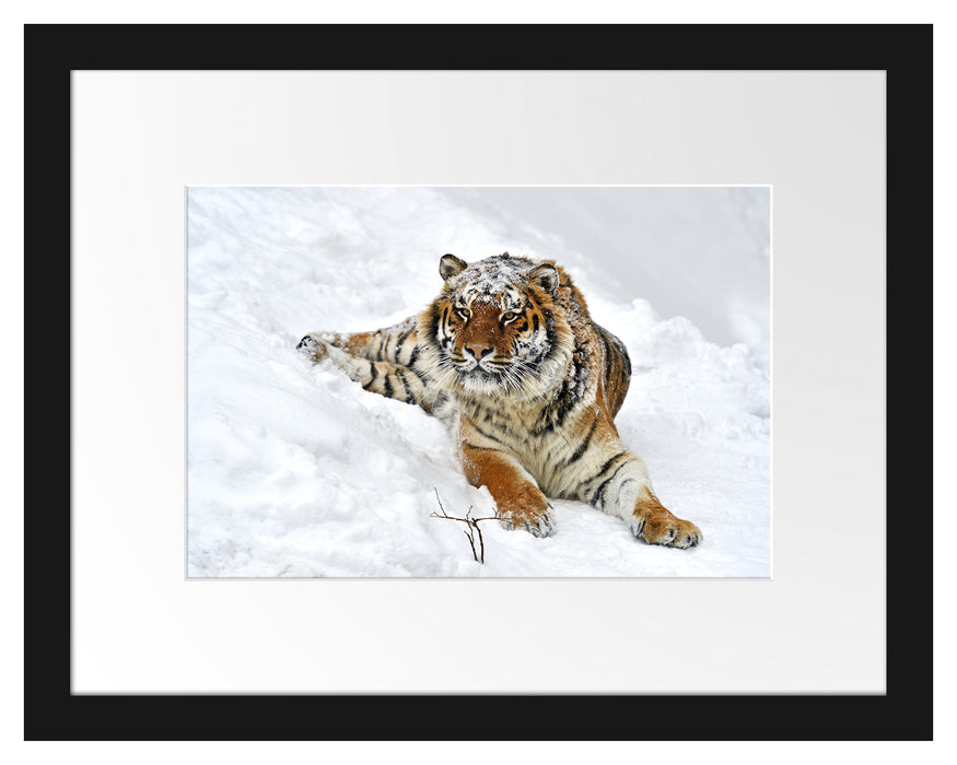 Amur Tiger im Schnee Passepartout 38x30