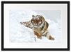 Amur Tiger im Schnee Passepartout 55x40