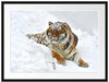 Amur Tiger im Schnee Passepartout 80x60