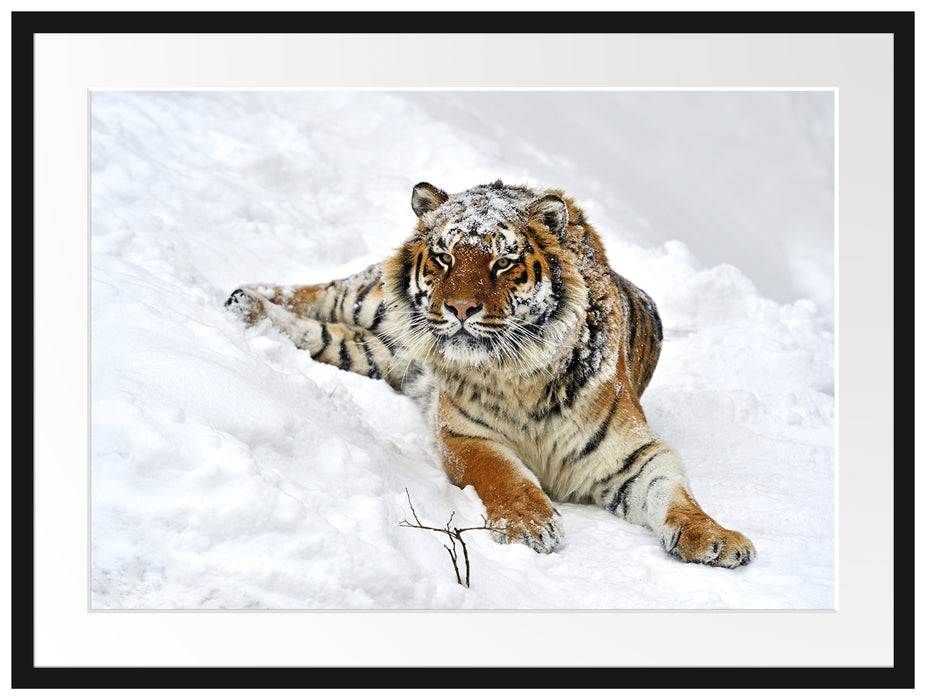 Amur Tiger im Schnee Passepartout 80x60