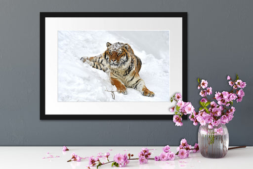 Amur Tiger im Schnee Passepartout Wohnzimmer