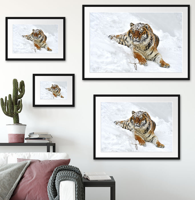 Amur Tiger im Schnee Passepartout Dekovorschlag
