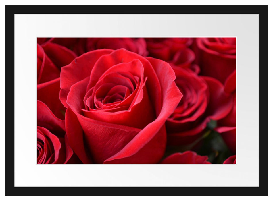 Romantische Rosen Passepartout 55x40