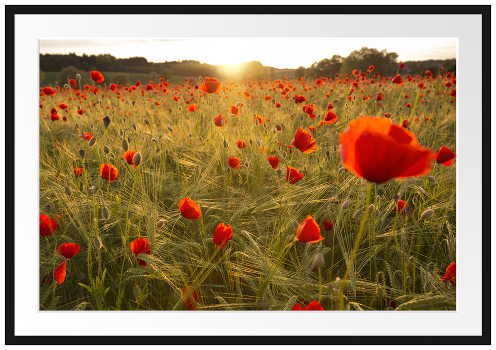 Pixxprint Mohnfeld bei Sonnenaufgang, im Galerie-Passepartout Bilderrahmen
