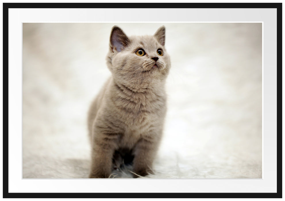 Pixxprint Niedliches Katzenbaby auf Teppich, im Galerie-Passepartout Bilderrahmen