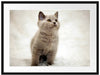 Niedliches Katzenbaby auf Teppich Passepartout 80x60
