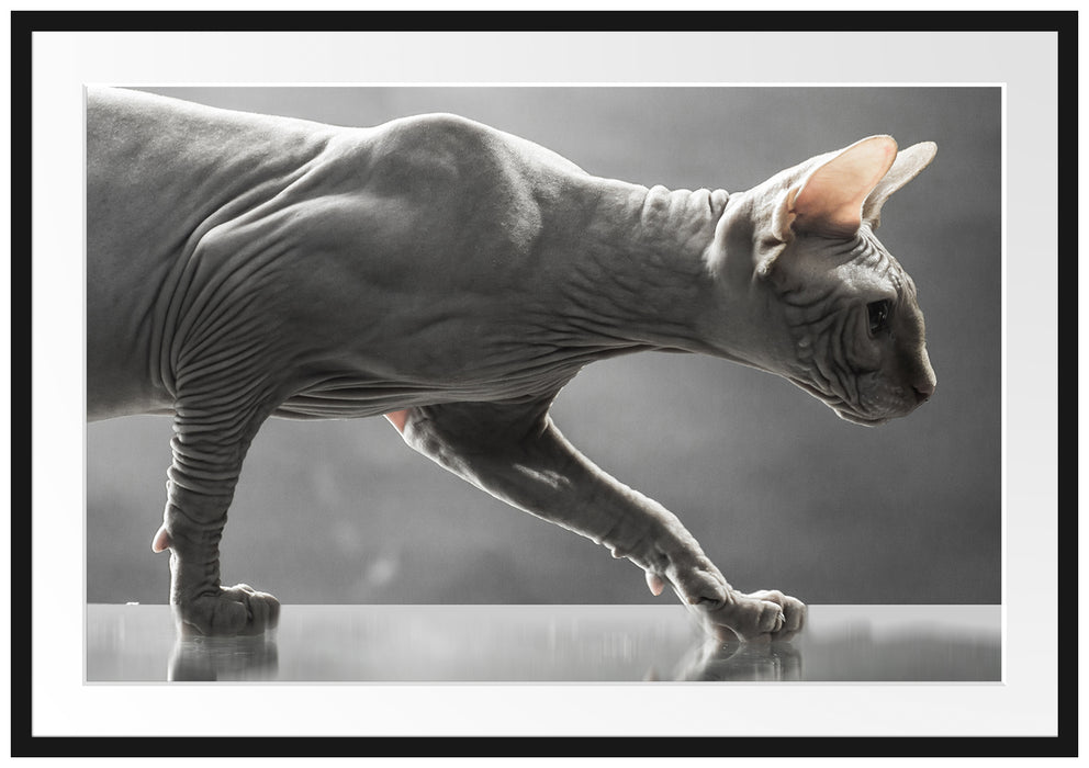 Pixxprint Sphynx Katze, im Galerie-Passepartout Bilderrahmen