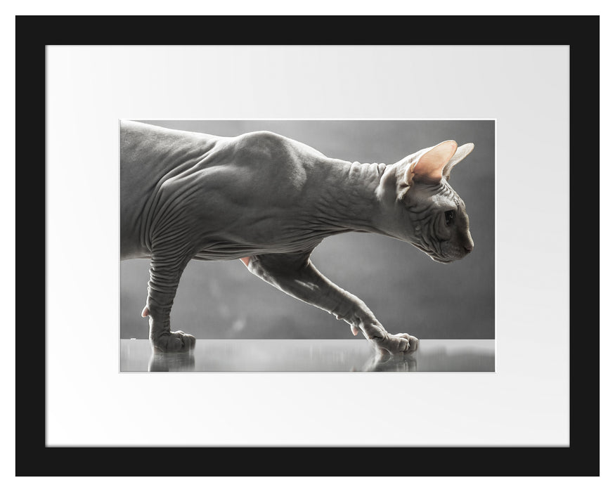 Sphynx Katze Passepartout 38x30