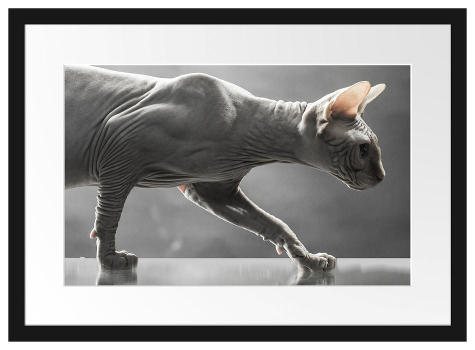 Sphynx Katze Passepartout 55x40