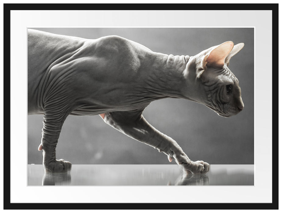 Sphynx Katze Passepartout 80x60