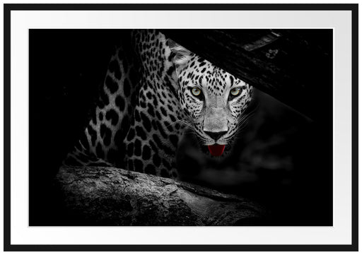 Neugieriger Gepard Passepartout 100x70