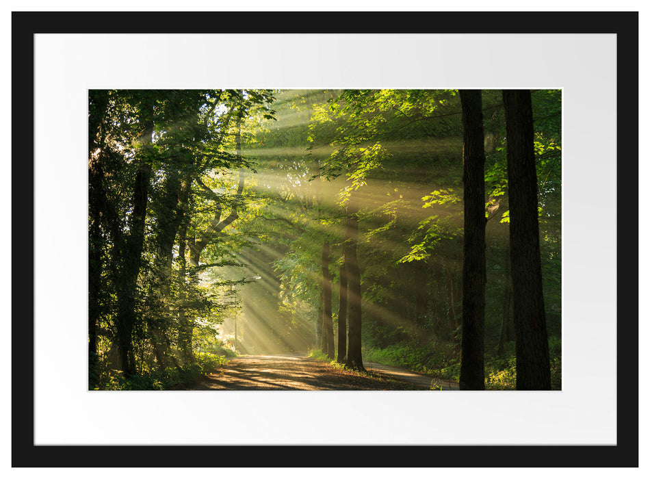 Waldweg im Frühling Passepartout 55x40