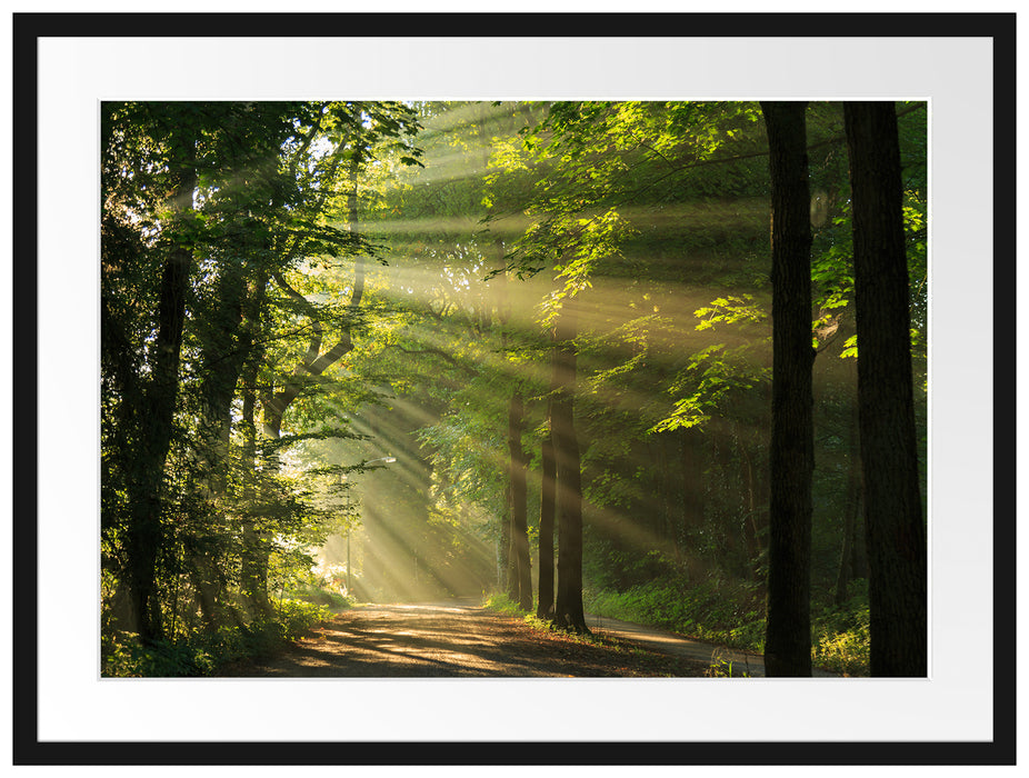 Waldweg im Frühling Passepartout 80x60