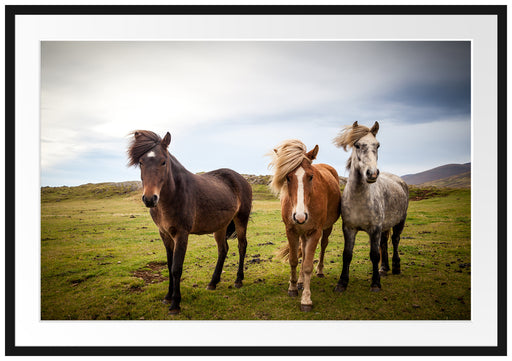 Drei wilde Islandpferde Passepartout 100x70